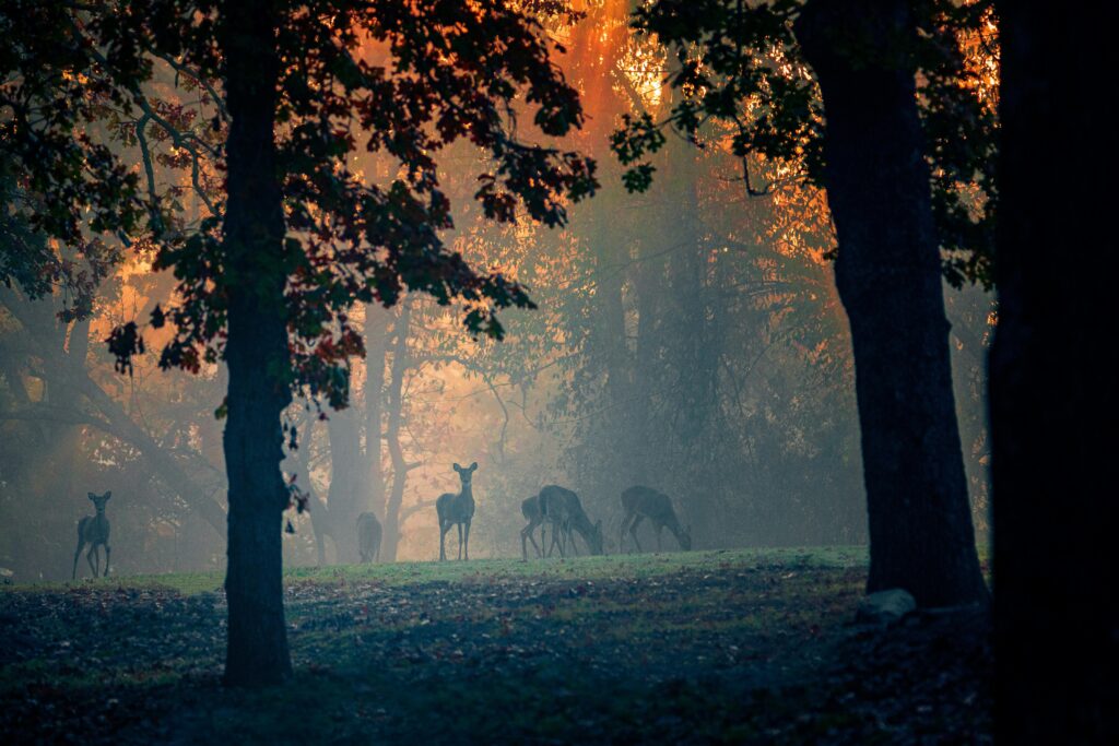 Prairie Creek, Ar. By Ron Bird