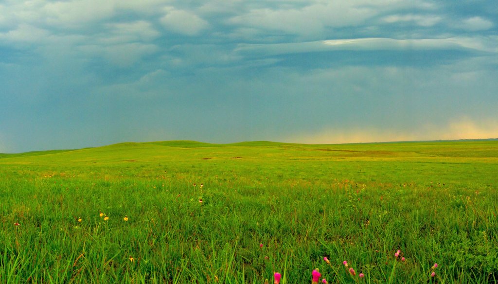 Tallgrass Prairie National Preserve field with some flowers