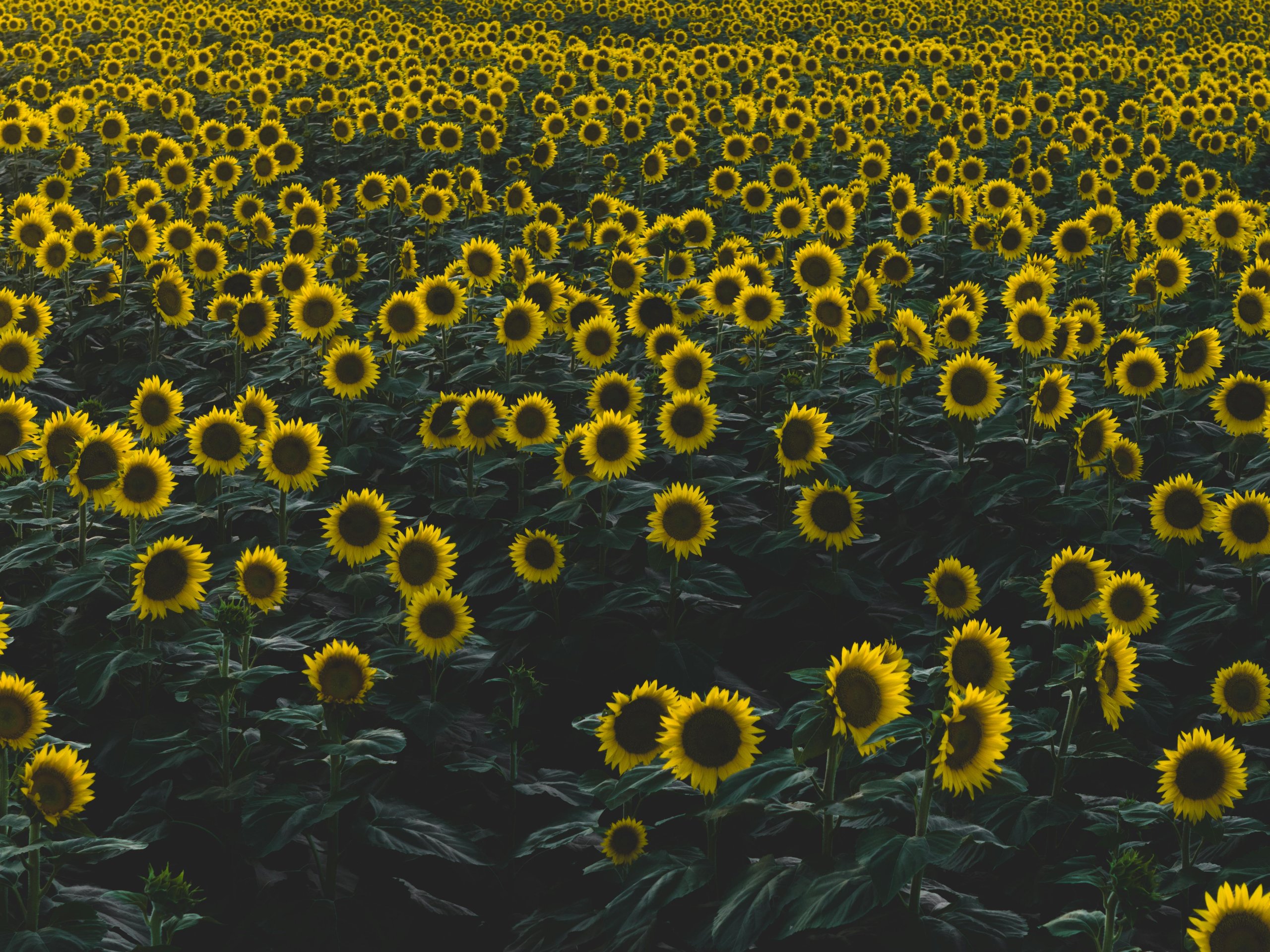 Kansas: A Travel Guide Through the Sunflower State